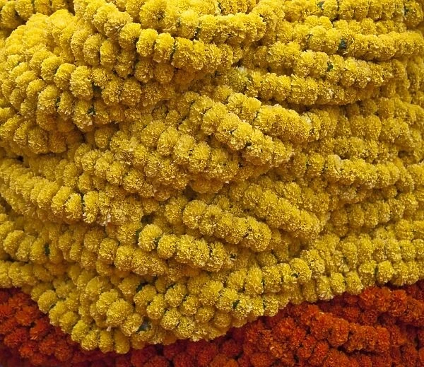 A close up of Fresh Marigold garlands at the busy Mullik Ghat flower market near Howrah bridge