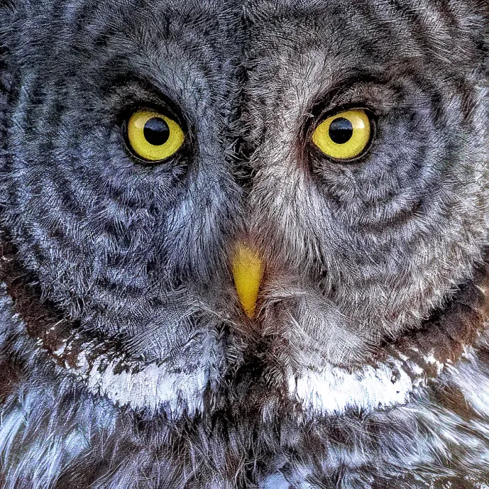 Framed Print : A close up of a great gray owl in the summer in Alberta, Canada Framed Print : A close up of a great gray owl in the summer in Alberta, Canada