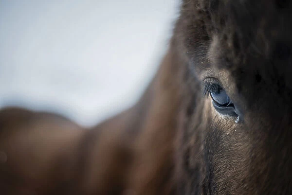 Close up of an horse, Iceland