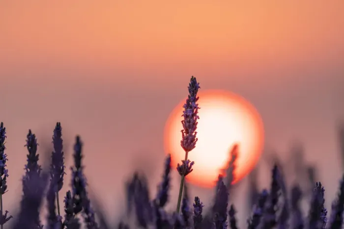 Framed Print : Close up of a lavender flower in front of the sun setting in Provence, Southern France Framed Print : Close up of a lavender flower in front of the sun setting in Provence, Southern France