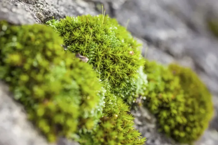 Framed Print : Close up of mosses in the forest near Ahornach, South Tyrol, Italy Framed Print : Close up of mosses in the forest near Ahornach, South Tyrol, Italy