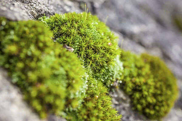 Close up of mosses in the forest near Ahornach, South Tyrol, Italy