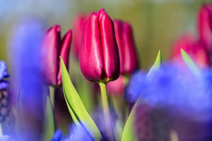 Framed Print : Close up of red and violet tulips in bloom at the Keukenhof Botanical garden Lisse Framed Print : Close up of red and violet tulips in bloom at the Keukenhof Botanical garden Lisse