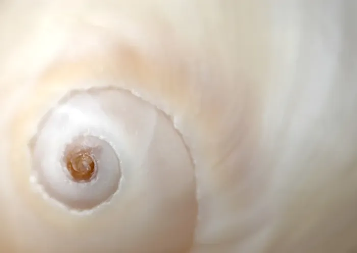 Framed Print : A close up of a shell Framed Print : A close up of a shell