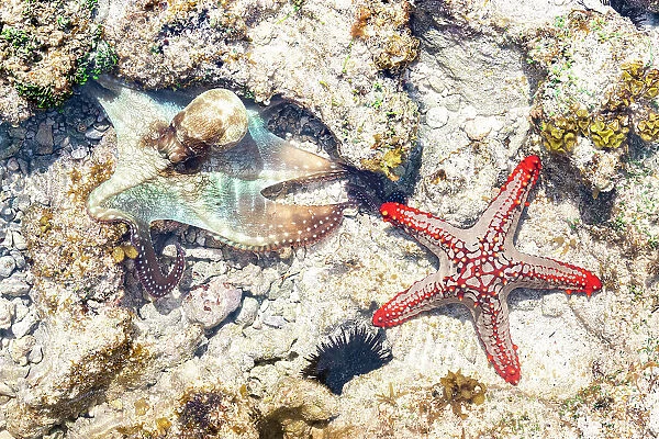 Close up of starfish and octopus underwater on coral reef, Zanzibar, Tanzania