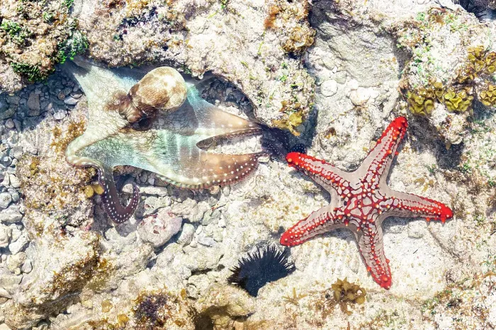 Framed Print : Close up of starfish and octopus underwater on coral reef, Zanzibar, Tanzania Framed Print : Close up of starfish and octopus underwater on coral reef, Zanzibar, Tanzania