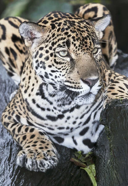 Close-up of an adult male Jaguar (Panthera onca), Costa Rica, Central America