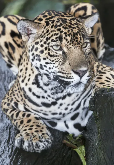 Framed Print : Close-up of an adult male Jaguar (Panthera onca), Costa Rica, Central America Framed Print : Close-up of an adult male Jaguar (Panthera onca), Costa Rica, Central America