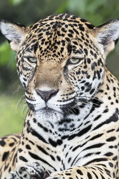 Close-up of an adult male Jaguar (Panthera onca), Costa Rica, Central America