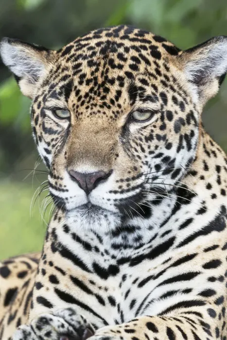 Framed Print : Close-up of an adult male Jaguar (Panthera onca), Costa Rica, Central America Framed Print : Close-up of an adult male Jaguar (Panthera onca), Costa Rica, Central America