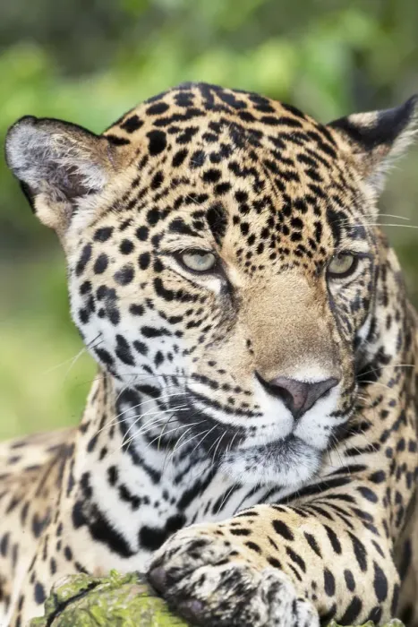 Framed Print : Close-up of an adult male Jaguar (Panthera onca), Costa Rica, Central America Framed Print : Close-up of an adult male Jaguar (Panthera onca), Costa Rica, Central America