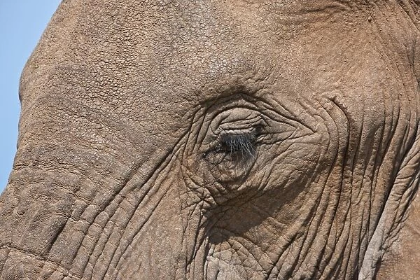 Close-up of an African elephants eyelashes and hide in Samburu Game Reserve