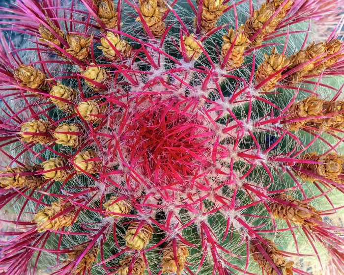 Framed Print : Close-up of a cactus, Cactus Garden, Guatiza, Lanzarote, Canary Islands, Spain Framed Print : Close-up of a cactus, Cactus Garden, Guatiza, Lanzarote, Canary Islands, Spain