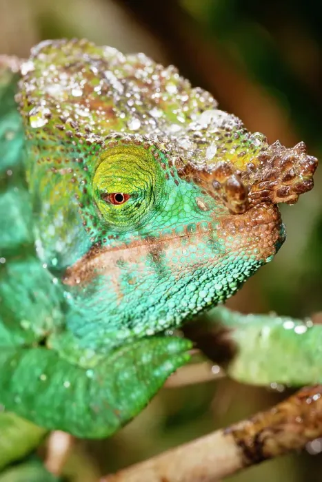 Framed Print : Close-up of a chameleon. Madagascar, Africa. Ranomafana rainforest