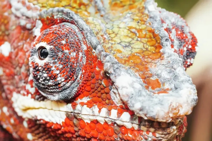 Framed Print : Close-up of a chameleon's head. Madagascar, Africa Framed Print : Close-up of a chameleon's head. Madagascar, Africa