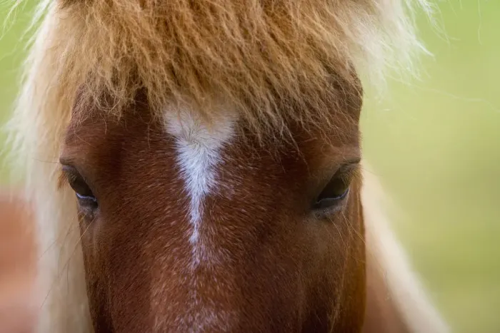 Framed Print : Close-up of head of Icelandic horse near Keflavik, Reykjanesbaer, Reykjanes Peninsula, Iceland Framed Print : Close-up of head of Icelandic horse near Keflavik, Reykjanesbaer, Reykjanes Peninsula, Iceland