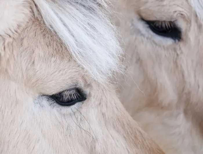 Framed Print : Close-up of a horses eye, Lapland, Finland