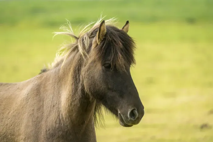 Framed Print : Close-up of Icelandic horse near Keflavik, Reykjanesbaer, Reykjanes Peninsula, Iceland Framed Print : Close-up of Icelandic horse near Keflavik, Reykjanesbaer, Reykjanes Peninsula, Iceland
