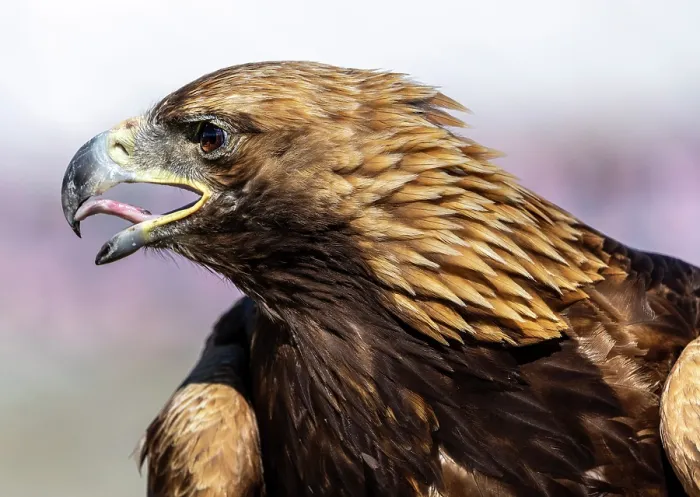Framed Print : Close-up of Kazakh Eagle hunter's Golden Eagle, Bayan-Ulgii Province, Western Mongolia, Asia Framed Print : Close-up of Kazakh Eagle hunter's Golden Eagle, Bayan-Ulgii Province, Western Mongolia, Asia