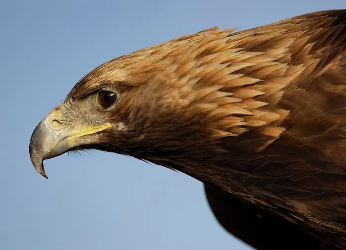 Framed Print : Close-up of Kazakh Eagle hunter's Golden Eagle, Bayan-Ulgii Province, Western Mongolia, Asia Framed Print : Close-up of Kazakh Eagle hunter's Golden Eagle, Bayan-Ulgii Province, Western Mongolia, Asia
