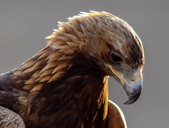 Framed Print : Close-up of kazakh Eagle hunter's Golden Eagle, Bayan-Ulgii Province, Western Mongolia, Asia Framed Print : Close-up of kazakh Eagle hunter's Golden Eagle, Bayan-Ulgii Province, Western Mongolia, Asia