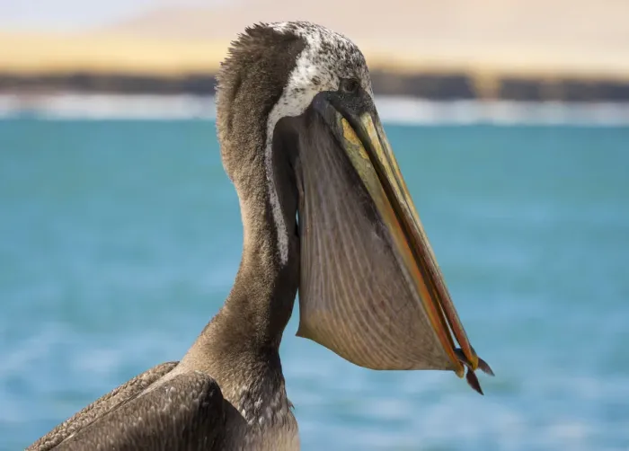 Framed Print : Close-up of Peruvian pelican with fish in throat pouch, Paracas National Reserve, Paracas