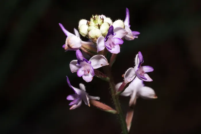 Framed Print : Close-up of a purple and white wild orchid. Madagascar, Africa. Andasibe, Analamazaotra Framed Print : Close-up of a purple and white wild orchid. Madagascar, Africa. Andasibe, Analamazaotra