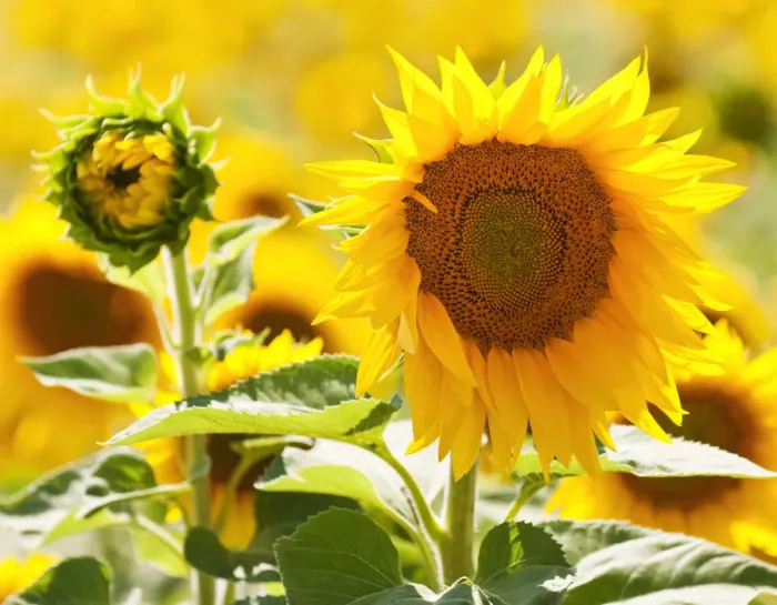 Framed Print : Close-up of a sunflower, Provence, France Framed Print : Close-up of a sunflower, Provence, France