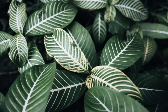 Framed Print : Close-up of vibrant tropical leaves. Madagascar, Africa Framed Print : Close-up of vibrant tropical leaves. Madagascar, Africa