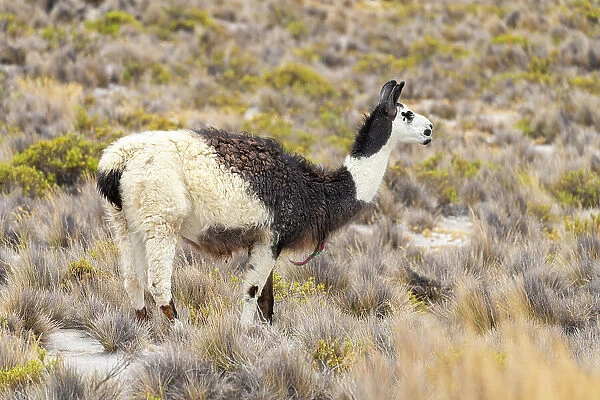 Close up of vicuna (Vicugna vicugna) grazing, Salinas y Aguada Blanca National Reserve, Arequipa Province, Arequipa Region, Peru