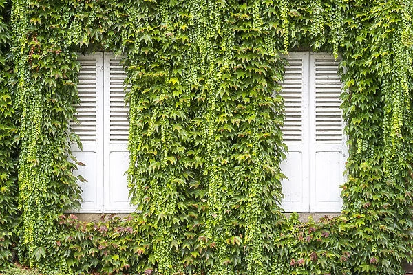 Closed shutters on a house with vines (Parthenocissus tricuspidata) growing on wall