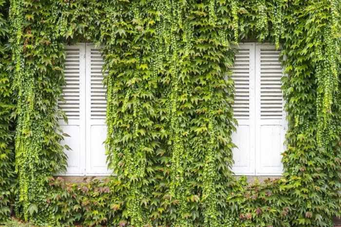 Framed Print : Closed shutters on a house with vines (Parthenocissus tricuspidata) growing on wall Framed Print : Closed shutters on a house with vines (Parthenocissus tricuspidata) growing on wall