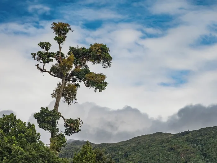 Framed Print : Cloud Forest in Cartago Province, Copey District, Costa Rica Framed Print : Cloud Forest in Cartago Province, Copey District, Costa Rica