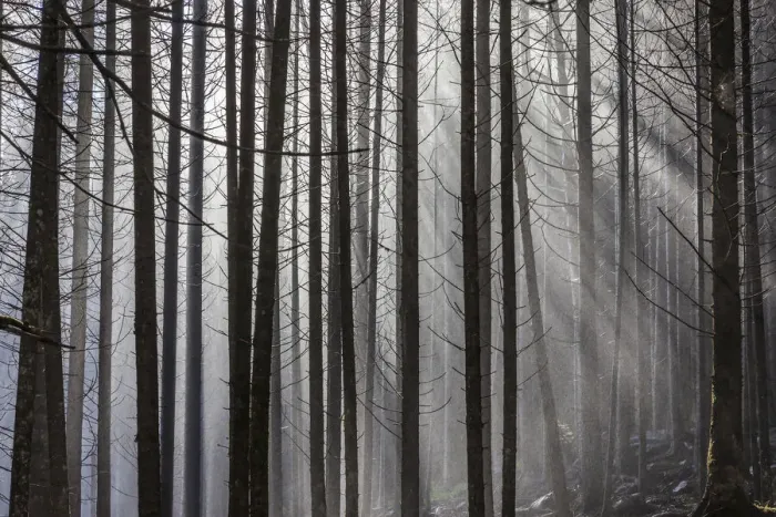 Framed Print : Cloud forest near the Reinfalle waterfalls in Reintal, South Tyrol, Italy
