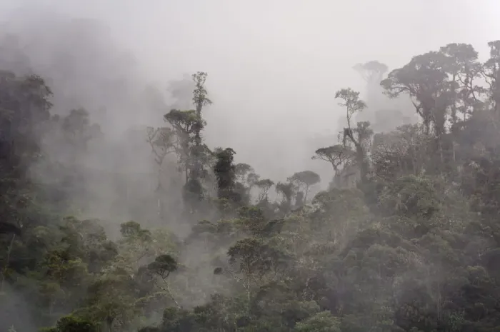 Framed Print : Cloud forest along route from Totoro to Inza, Colombia, South America Framed Print : Cloud forest along route from Totoro to Inza, Colombia, South America