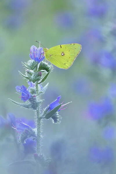 Clouded Yellow (Colias croceus) roosting upon Viper's Bugloss (Echium vulgare), Rhodope Mountains, Bulgaria