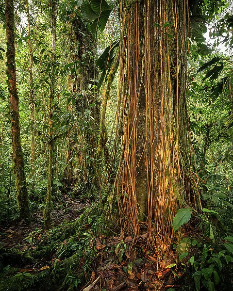 The Cloudforest, Mashpi, Reserva Mashpi Amagusa, Pichincha, Ecuador