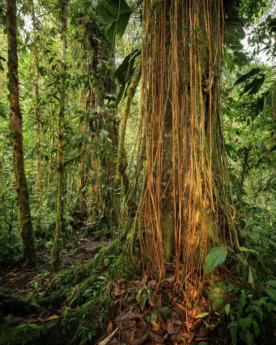 Framed Print : The Cloudforest, Mashpi, Reserva Mashpi Amagusa, Pichincha, Ecuador Framed Print : The Cloudforest, Mashpi, Reserva Mashpi Amagusa, Pichincha, Ecuador