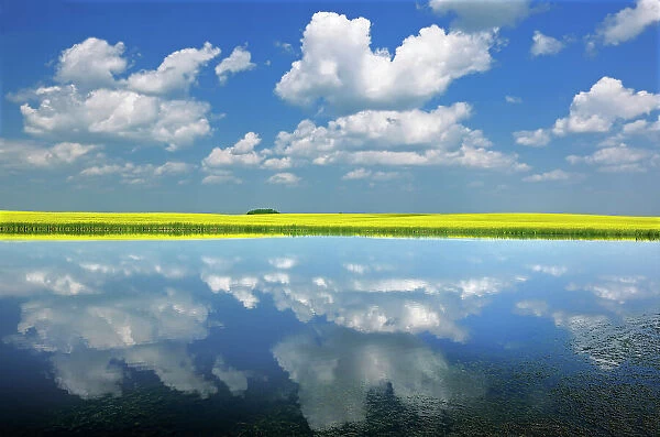 Clouds and canola reflected in wetland Wynyard Saskatchewan, Canada