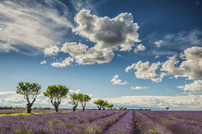 Framed Print : Cloudscape Over Lavender Field, Provence, France Framed Print : Cloudscape Over Lavender Field, Provence, France