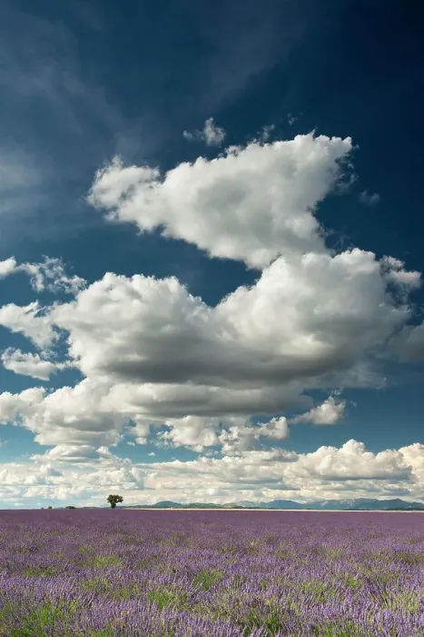 Framed Print : Cloudscape Over Lavender Field, Provence, France