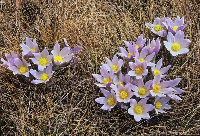 Framed Print : Clump of Prairie Crocuses (Anemone patens) in Little Mountain Park, Winnipeg, Manitoba, Canada