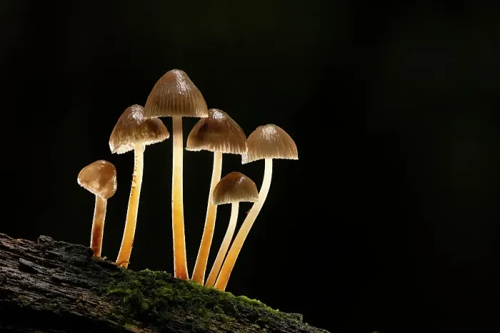 Framed Print : Clustered Bonnet (Mycena inclinata), New Forest National Park, Hampshire, England, UK, November 2022 Framed Print : Clustered Bonnet (Mycena inclinata), New Forest National Park, Hampshire, England, UK, November 2022