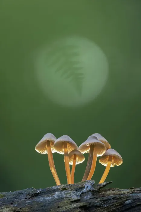 Framed Print : Clustered Bonnet (Mycena inclinata) in ancient broadleaved beech woodland, New Forest National Park, Hampshire, England, UK, October 2024, focus-stacked Framed Print : Clustered Bonnet (Mycena inclinata) in ancient broadleaved beech woodland, New Forest National Park, Hampshire, England, UK, October 2024, focus-stacked