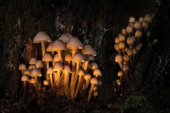 Framed Print : Clustered Bonnet (Mycena inclinata) in ancient broadleaved beech woodland, New Forest National Park, Hampshire, England, UK, November 2023, focus-stacked Framed Print : Clustered Bonnet (Mycena inclinata) in ancient broadleaved beech woodland, New Forest National Park, Hampshire, England, UK, November 2023, focus-stacked