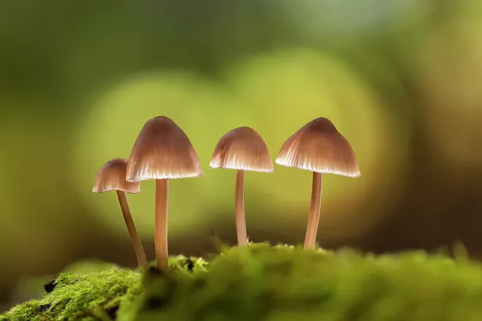 Framed Print : Clustered Bonnet (Mycena inclinata) in ancient broadleaved beech woodland, New Forest National Park, Hampshire, England, UK, October 2024, focus-stacked Framed Print : Clustered Bonnet (Mycena inclinata) in ancient broadleaved beech woodland, New Forest National Park, Hampshire, England, UK, October 2024, focus-stacked