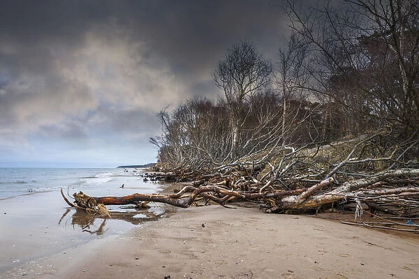 Coast with driftwood at Darsser Weststrand, Mecklenburg-Western Pomerania