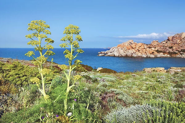Coast impression Capo Testa with giant fennel - Italy, Sardinia, Olbia-Tempio
