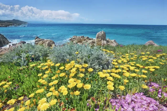 Framed Print : Coast landscape with hottentot figs - Italy, Sardinia, Olbia-Tempio Framed Print : Coast landscape with hottentot figs - Italy, Sardinia, Olbia-Tempio