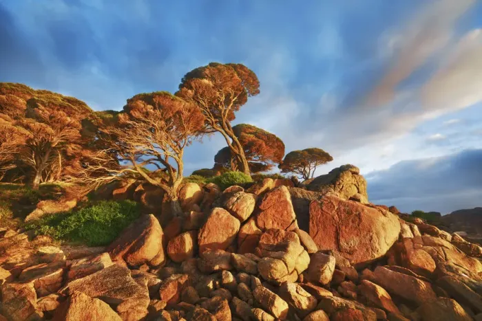 Framed Print : Coast landscape with pines at Bunker Bay - Australia, Western Australia, Southwest